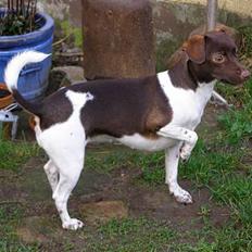 Dansk svensk gaardhund Sif R.I.P 2010