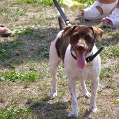 Dansk svensk gaardhund Sif R.I.P 2010