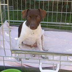 Dansk svensk gaardhund Sif R.I.P 2010