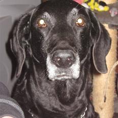 Blanding af racer Lady <3