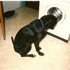 Blanding af racer Lady <3