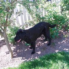 Labrador retriever Tammi