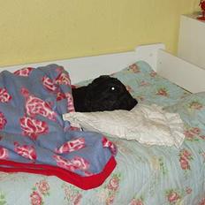 Labrador retriever Tammi