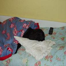 Labrador retriever Tammi