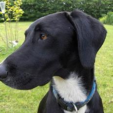 Blanding af racer Vaks