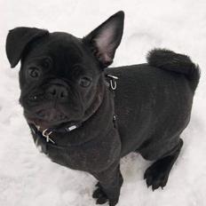 Blanding af racer Fr. bulldog/mops Sveske