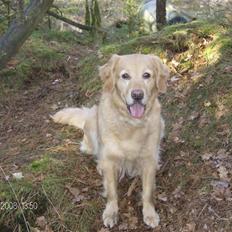 Golden retriever Ronja