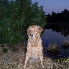 Golden retriever Ronja