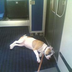 Amerikansk staffordshire terrier Jodie