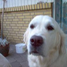 Golden retriever Maggie