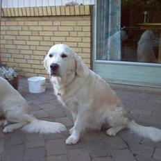 Golden retriever Maggie