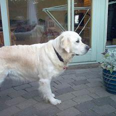 Golden retriever Maggie