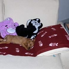 Blanding af racer Bounty