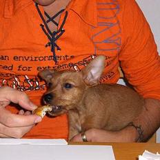 Blanding af racer Bounty