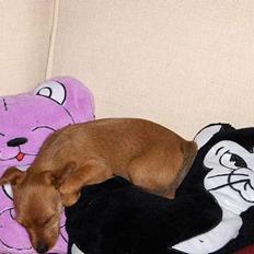 Blanding af racer Bounty