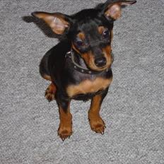 Prazsky krysarik Cosmo - død d. 14/03-07