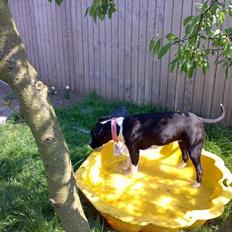 Amerikansk staffordshire terrier Chili 23-06-06