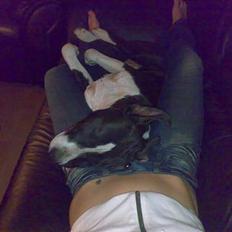 Amerikansk staffordshire terrier Chili 23-06-06