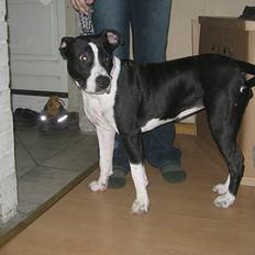Amerikansk staffordshire terrier Chili 23-06-06