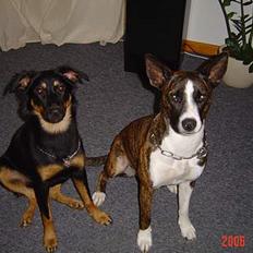 Blanding af racer thaiya *R.I.P*