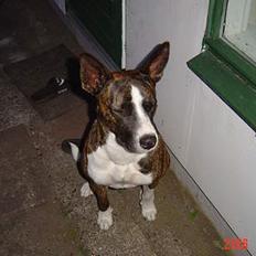 Blanding af racer thaiya *R.I.P*