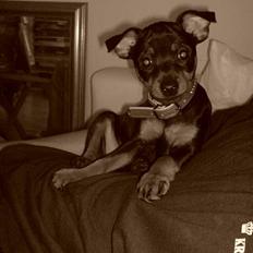 Dvaergpinscher Baby Neela *Kiwa*