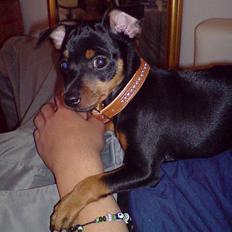 Dvaergpinscher Baby Neela *Kiwa*
