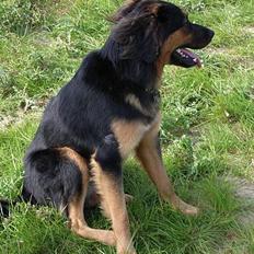 Blanding af racer : Grækeren Linus