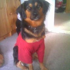 Blanding af racer : Grækeren Linus