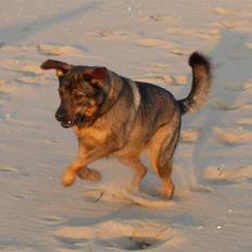 Blanding af racer Bjørn