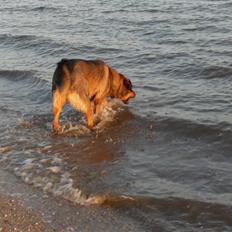 Blanding af racer Bjørn