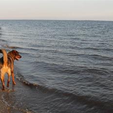 Blanding af racer Bjørn