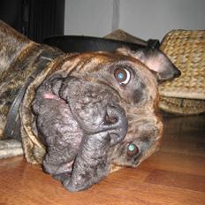 Blanding af racer Fanja