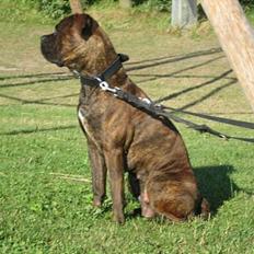 Blanding af racer Fanja