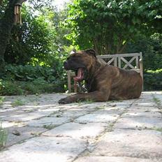 Blanding af racer Fanja