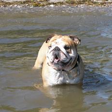 Engelsk bulldog baloo 