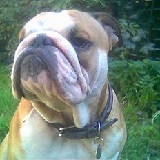 Engelsk bulldog baloo 