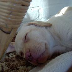 Labrador retriever chilli