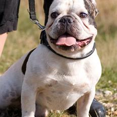 Fransk bulldog Frykas Baflo (FIGHTER)