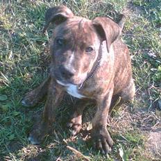 Amerikansk staffordshire terrier Qastro *R.I.P*