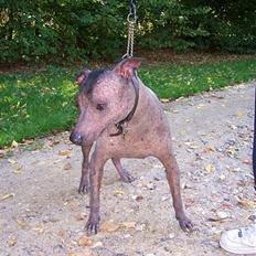 Xoloitzcuintle Tequila