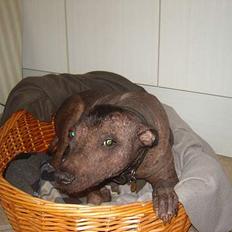 Xoloitzcuintle Tequila