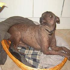 Xoloitzcuintle Tequila