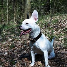 Blanding af racer Idefix RIP