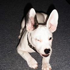 Blanding af racer Idefix RIP