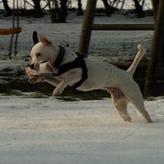 Blanding af racer Idefix RIP