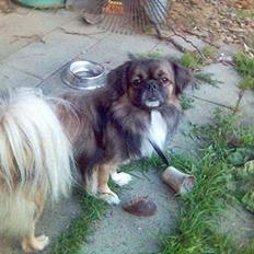 Tibetansk spaniel zentalonnogbamse