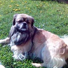 Tibetansk spaniel zentalonnogbamse