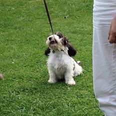 Petit basset griffon wendéen Bruno