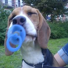 Beagle *Dharma<3*